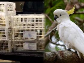 BKSDA Sultra Gagalkan Penyelundupan 24 Ekor Burung Endemik Maluku