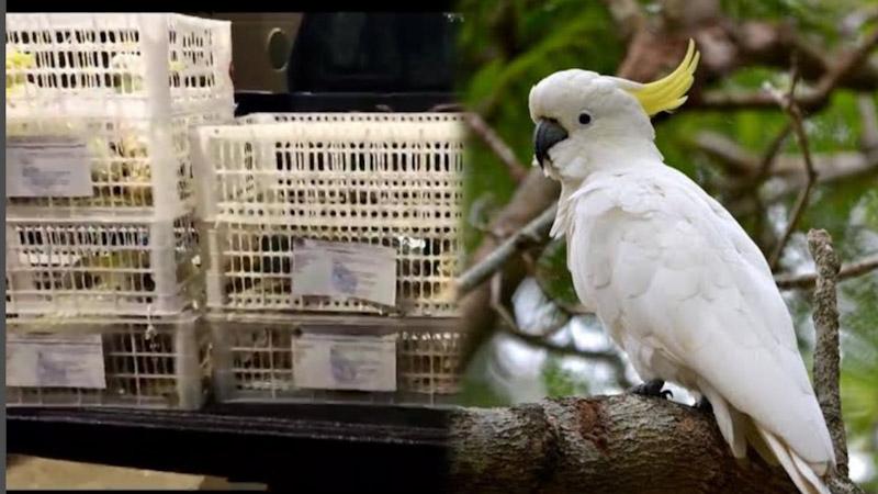 BKSDA Sultra Gagalkan Penyelundupan 24 Ekor Burung Endemik Maluku