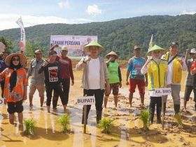 Tanam Perdana Padi Sawah, Bupati Koltim Abd Azis Wujudkan Mimpi Warga Tongauna