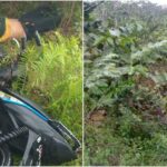 Warga Nanga-Nanga Dikagetkan Mayat Pria Disemak-Semak