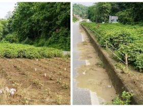 Warga Puuwatu Kendari Manfaatkan Trotoar Jalan Tanami Nilam