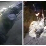 Buaya Ukuran 3,5 Meter Diamankan Warga Tondasi, Tiga Orang Sudah Jadi Korban