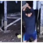 Geger! Ular Piton Berukuran Besar Menyelinap Masuk Didapur Warga