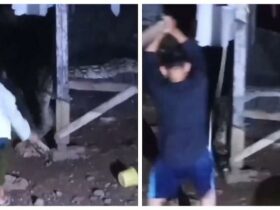 Geger! Ular Piton Berukuran Besar Menyelinap Masuk Didapur Warga