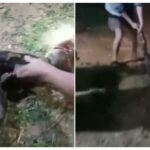 Ular Piton Berukuran 7 Meter Gegerkan Warga Konawe