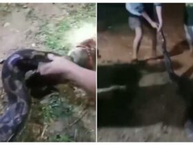 Ular Piton Berukuran 7 Meter Gegerkan Warga Konawe