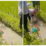 Geger, Mayat Wanita Paruh Baya Ditemukan Diselokan Persawahan di Konsel