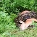 Viral, Seekora Ular Piton Berukuran Besar Melilit Sapi di Kolowu Buton Selatan