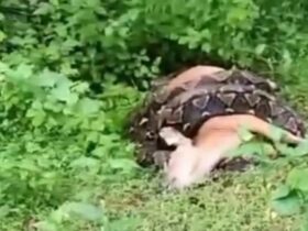 Viral, Seekora Ular Piton Berukuran Besar Melilit Sapi di Kolowu Buton Selatan