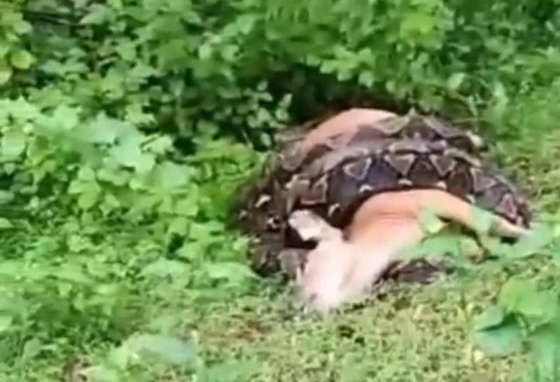 Viral, Seekora Ular Piton Berukuran Besar Melilit Sapi di Kolowu Buton Selatan