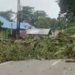 Pohon Beringin Berusia Ribuan Tahun Tumbang, Lalu Lintas di Jalan Poros Unaaha-Abuki Sempat Terhenti