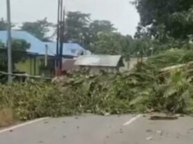 Pohon Beringin Berusia Ribuan Tahun Tumbang, Lalu Lintas di Jalan Poros Unaaha-Abuki Sempat Terhenti