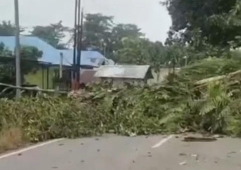 Pohon Beringin Berusia Ribuan Tahun Tumbang, Lalu Lintas di Jalan Poros Unaaha-Abuki Sempat Terhenti