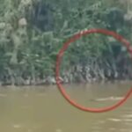 Seorang Pria di Konawe Selatan Diterkam Buaya Saat Cari Pokea, Tim SAR Lakukan Pencarian Intensif