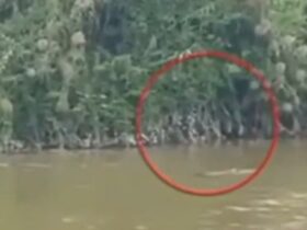 Seorang Pria di Konawe Selatan Diterkam Buaya Saat Cari Pokea, Tim SAR Lakukan Pencarian Intensif