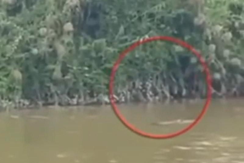 Seorang Pria di Konawe Selatan Diterkam Buaya Saat Cari Pokea, Tim SAR Lakukan Pencarian Intensif