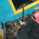Warga Buton Kaget, Ular Piton Besar Masuk Kamar Saat Tidur