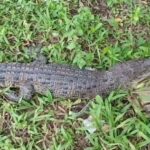 Anak Buaya Muncul di Jalan Poros Muna Barat, Warga Lakalamba Diliputi Keresahan