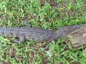 Anak Buaya Muncul di Jalan Poros Muna Barat, Warga Lakalamba Diliputi Keresahan