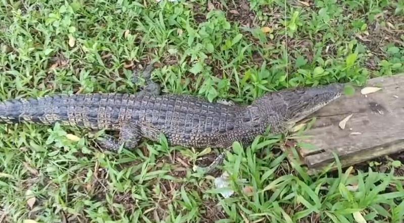 Anak Buaya Muncul di Jalan Poros Muna Barat, Warga Lakalamba Diliputi Keresahan