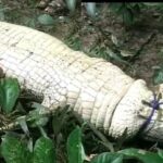 Nyaris Makan Korban, Buaya Sepanjang 4 Meter Ditaklukkan Warga di Muna