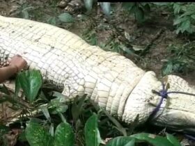 Nyaris Makan Korban, Buaya Sepanjang 4 Meter Ditaklukkan Warga di Muna