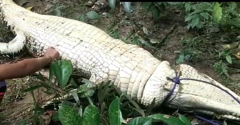 Nyaris Makan Korban, Buaya Sepanjang 4 Meter Ditaklukkan Warga di Muna