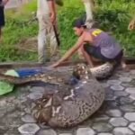 Heboh! Ular Piton Berukuran Besar Ditangkap Warga Usia Telan Satu Ekor Sapi di Buton