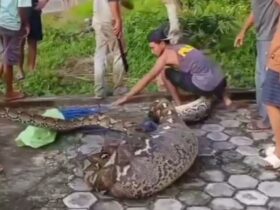 Heboh! Ular Piton Berukuran Besar Ditangkap Warga Usia Telan Satu Ekor Sapi di Buton