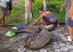 Heboh! Ular Piton Berukuran Besar Ditangkap Warga Usia Telan Satu Ekor Sapi di Buton