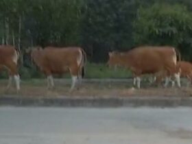 ‎Warga Konawe Resah, Sapi Liar Rusak Tanaman di Desa Puosu