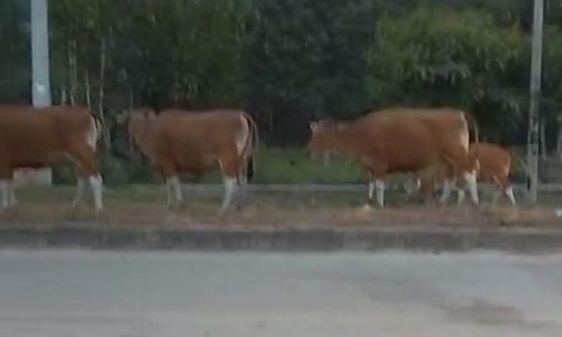 Warga Konawe Resah, Sapi Liar Rusak Tanaman di Desa Puosu