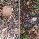 Geger! Kerangka Manusia Dan Uang Kusam Ditemukan Warga di Dalam Hutan