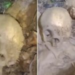 ‎Penemuan Tengkorak di Hutan Amamotu Hebohkan Warga Kolaka