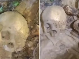 ‎Penemuan Tengkorak di Hutan Amamotu Hebohkan Warga Kolaka
